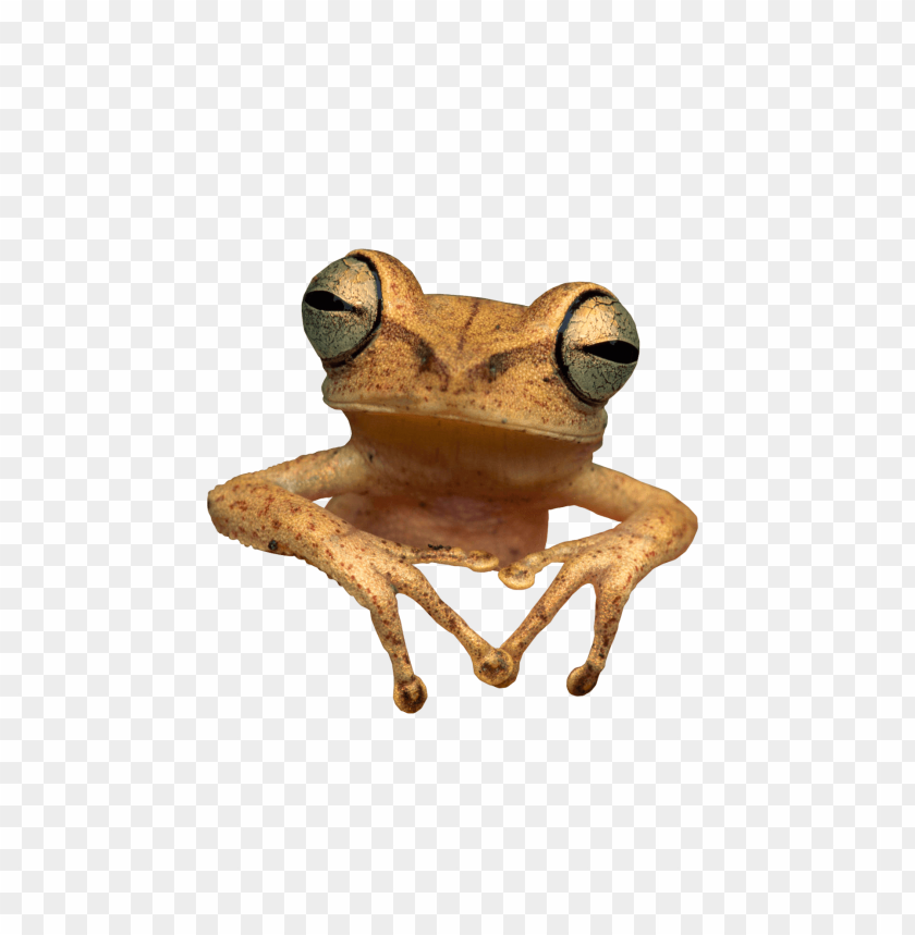 animals, frogs, toad frog, 
