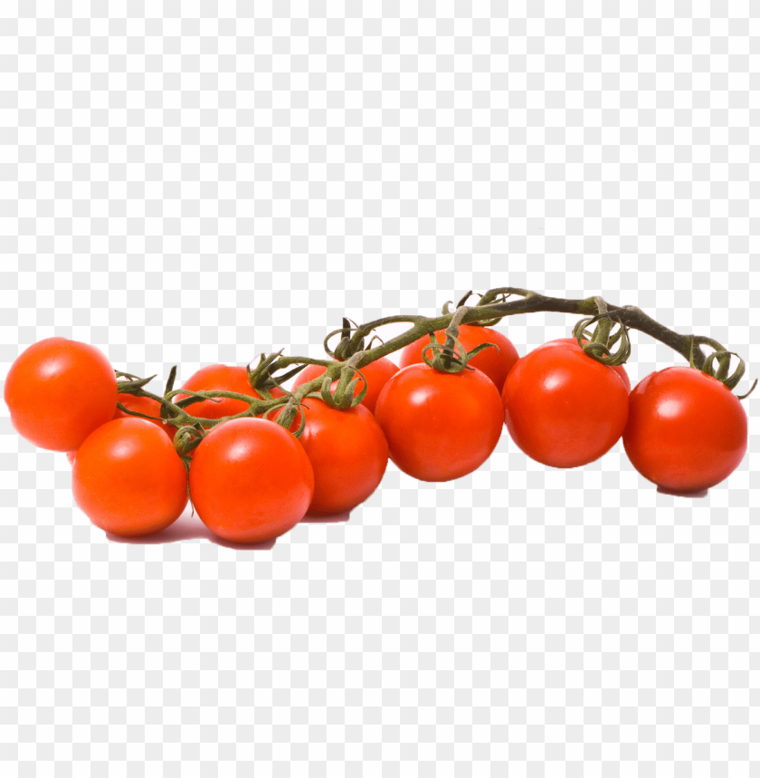 tomato plant, tomato, tomato slice, stock photo