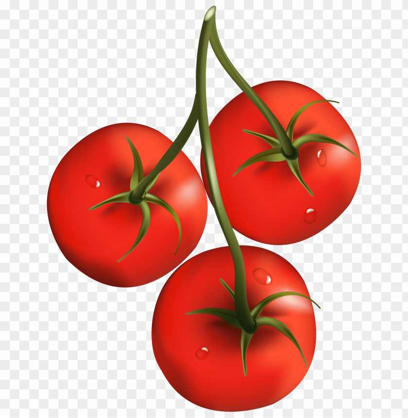 branch, tomato