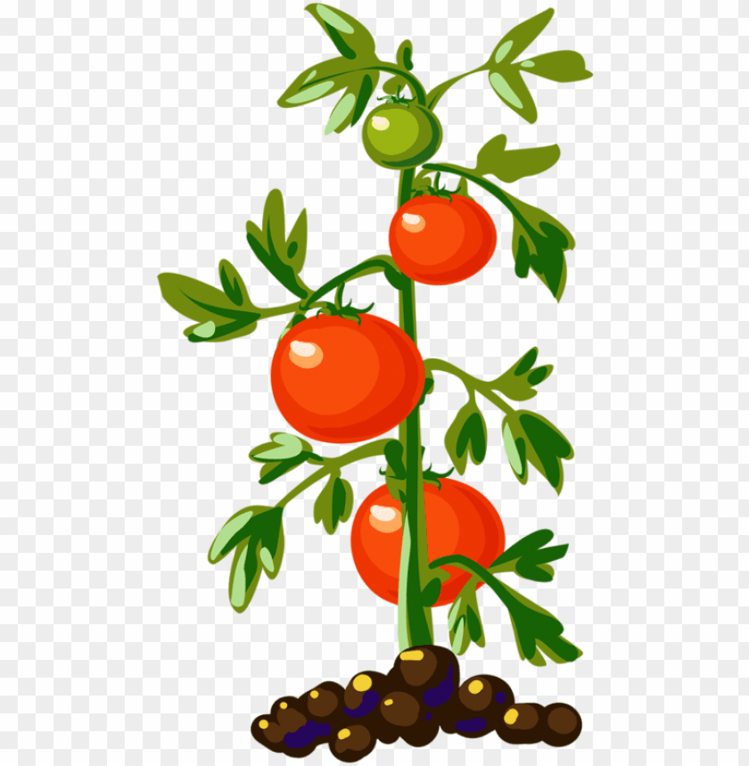 tomato plant, tomato, tomato slice, potted plant, house plant, vine plant