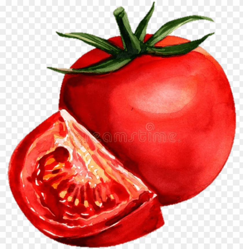 free PNG tomato watercolor painting PNG image with transparent background PNG images transparent