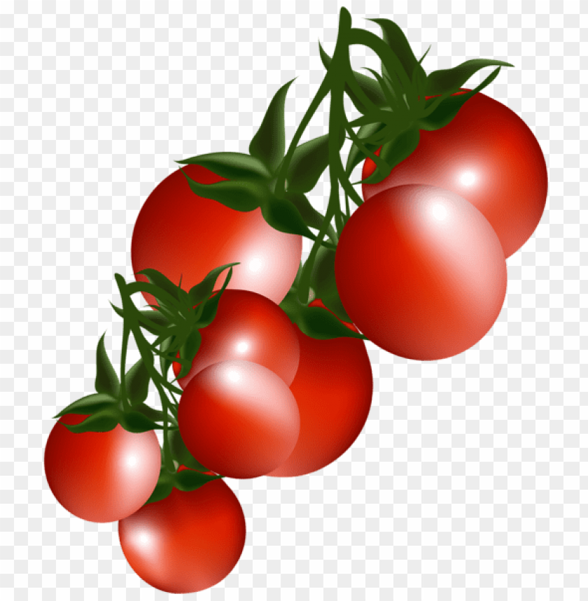 Download Tomatoes Branchpicture Png Images Background | TOPpng