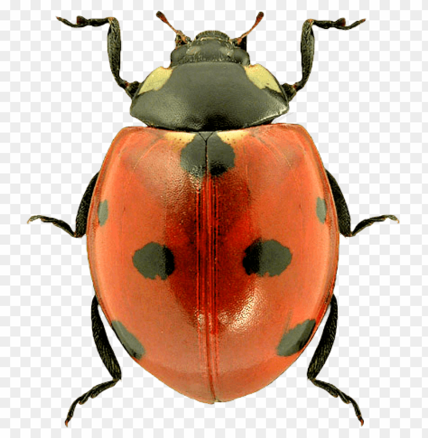 animals, insects, ladybugs, top ladybug, 