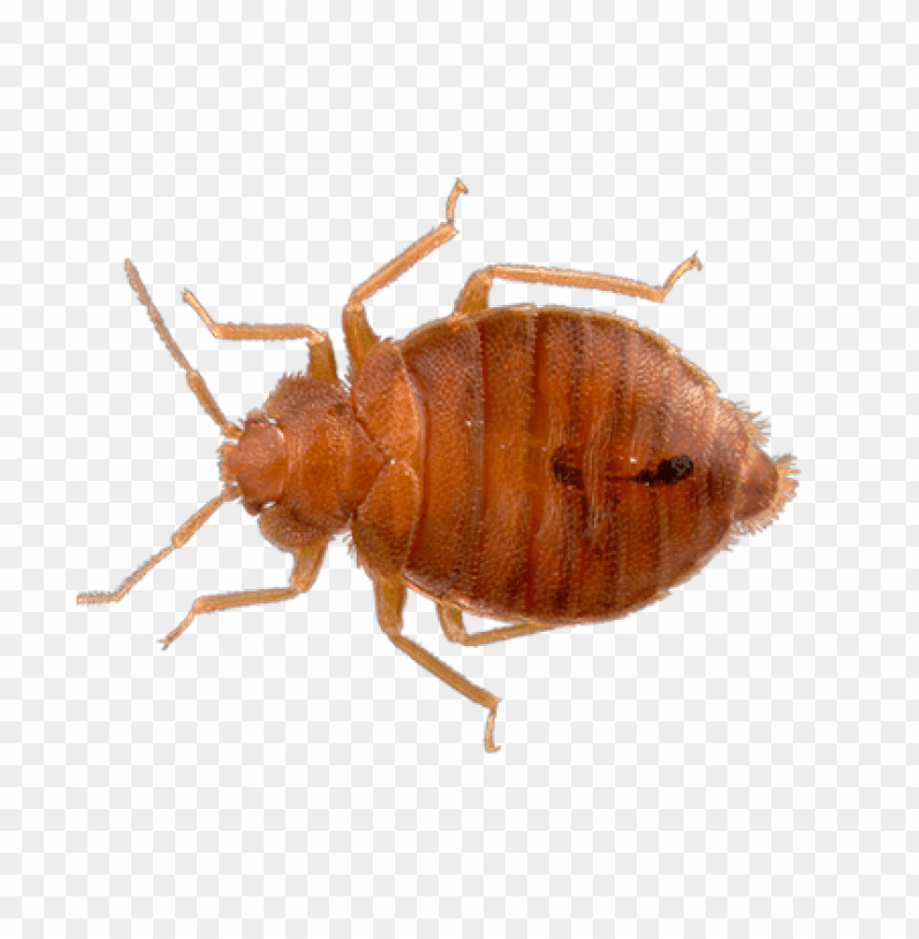 animals, insects, bed bugs, top view bed bug, 