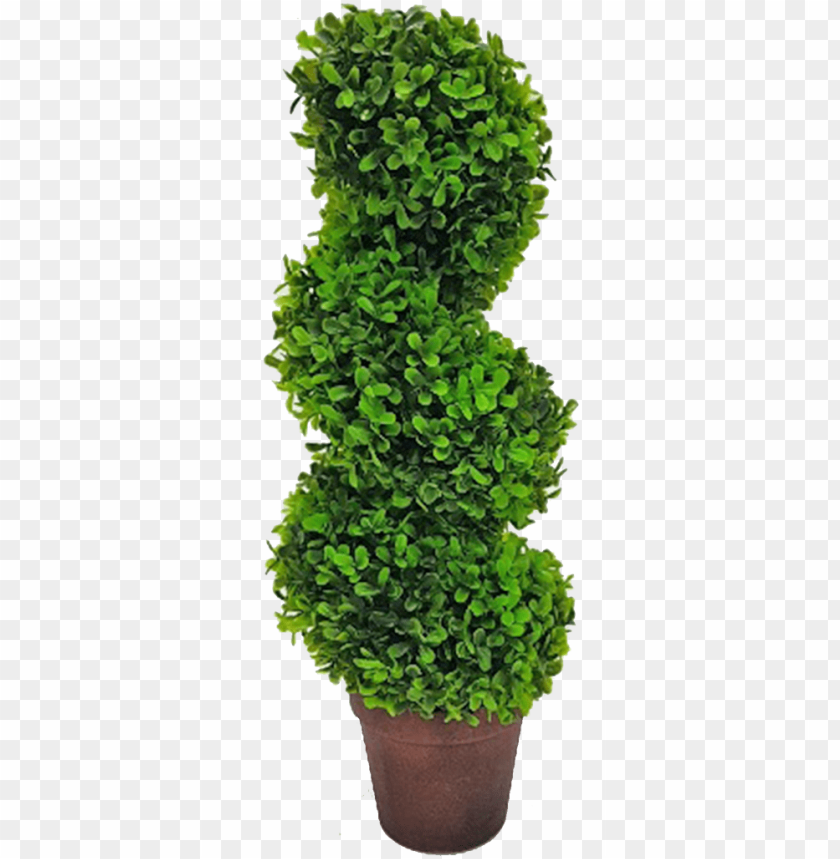 topiary tree spiral tree PNG transparent with Clear Background ID 211931