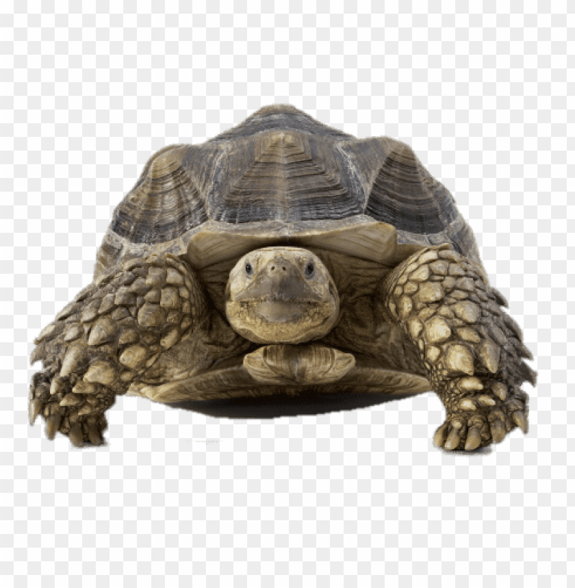 animals, tortoises, tortoise front view, 
