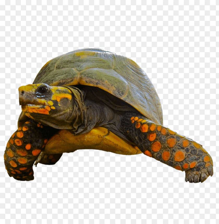 animals, tortoises, tortoise green orange, 