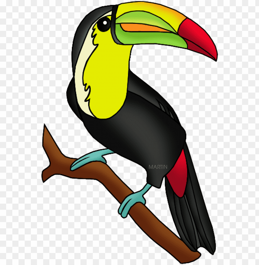 toucan - amazon rainforest animals clipart PNG image with transparent  background | TOPpng