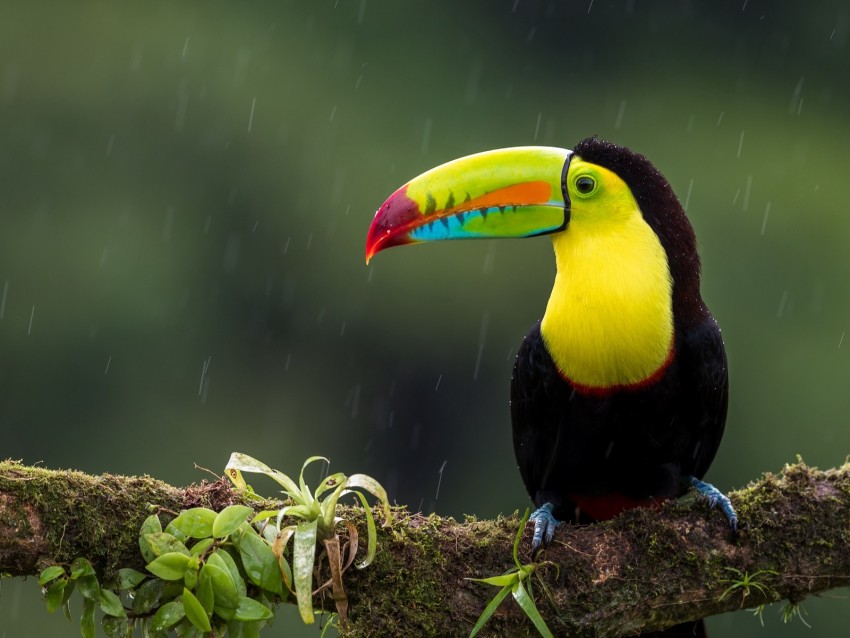 toucan, bird, branch, colorful, exotic