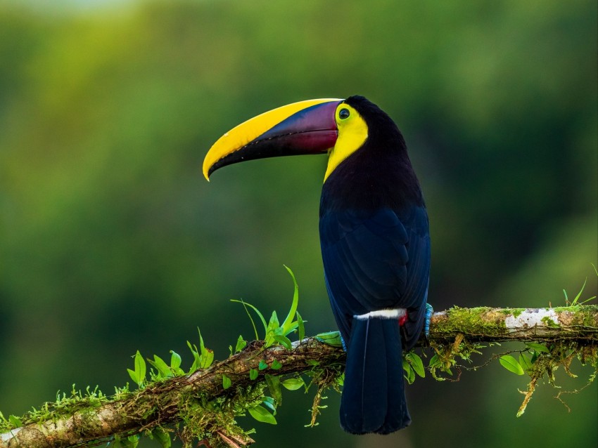 toucan, bird, exotic, branch, beak, color