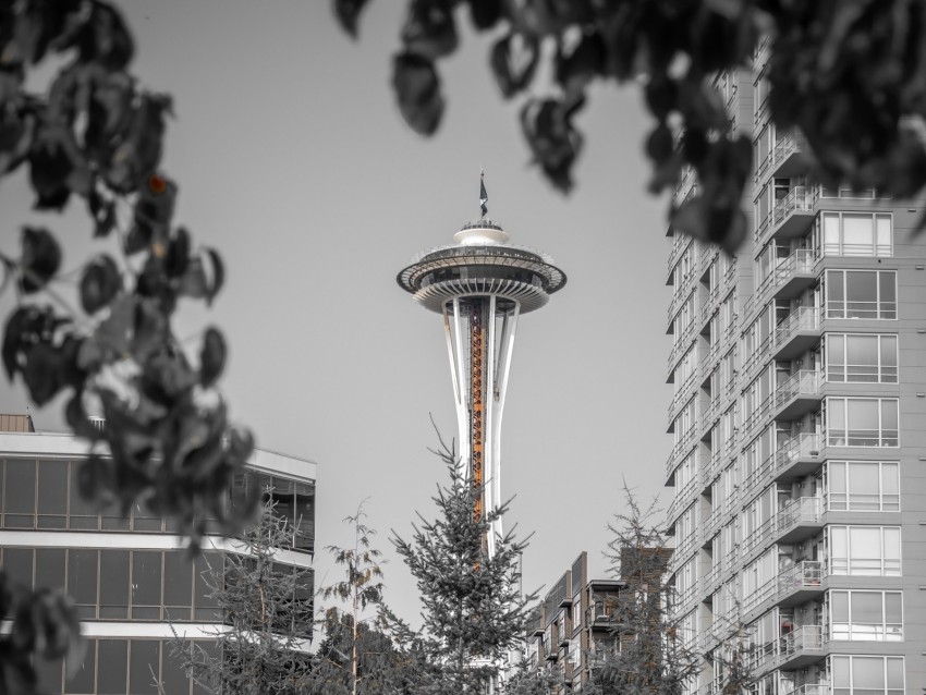 tower, architecture, bw, branches, seattle, usa