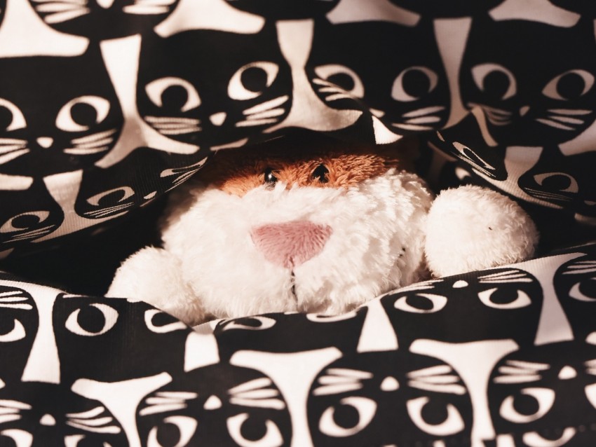 toy, teddy, peeking, pattern, cats