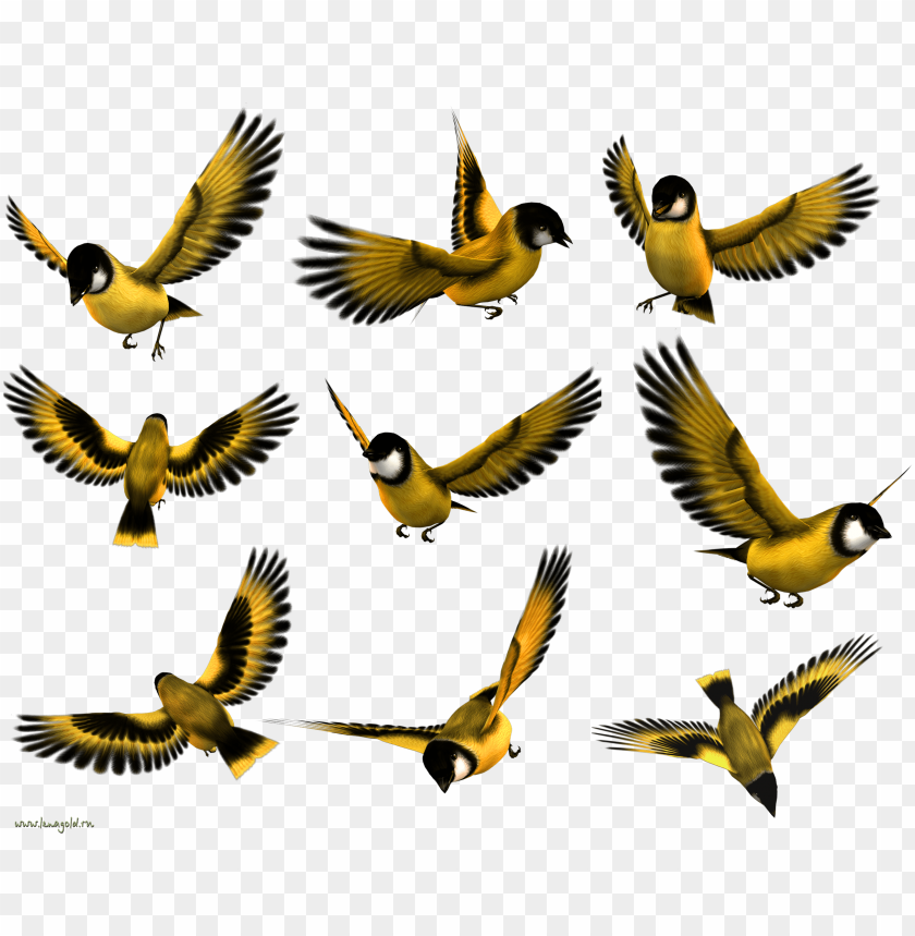 birds flying, superman flying, phoenix bird, twitter bird logo, flying cat, big bird