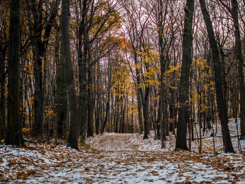 Trail Path Forest Snow Winter Autumn Trees Png - Free PNG Images