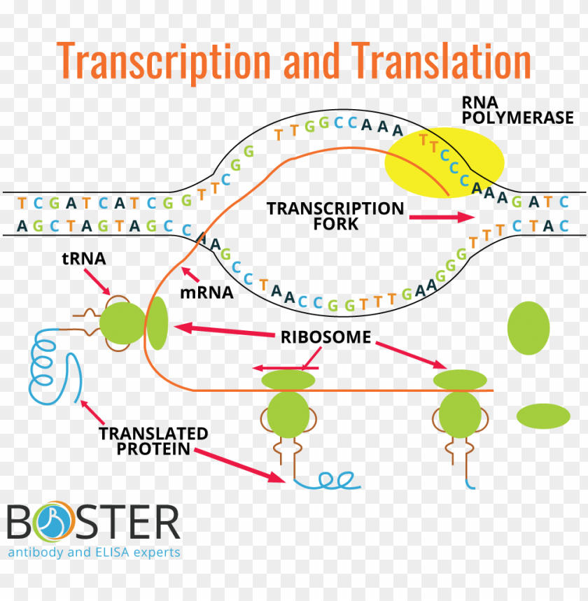 Free download HD PNG transcription and translation process diagram
