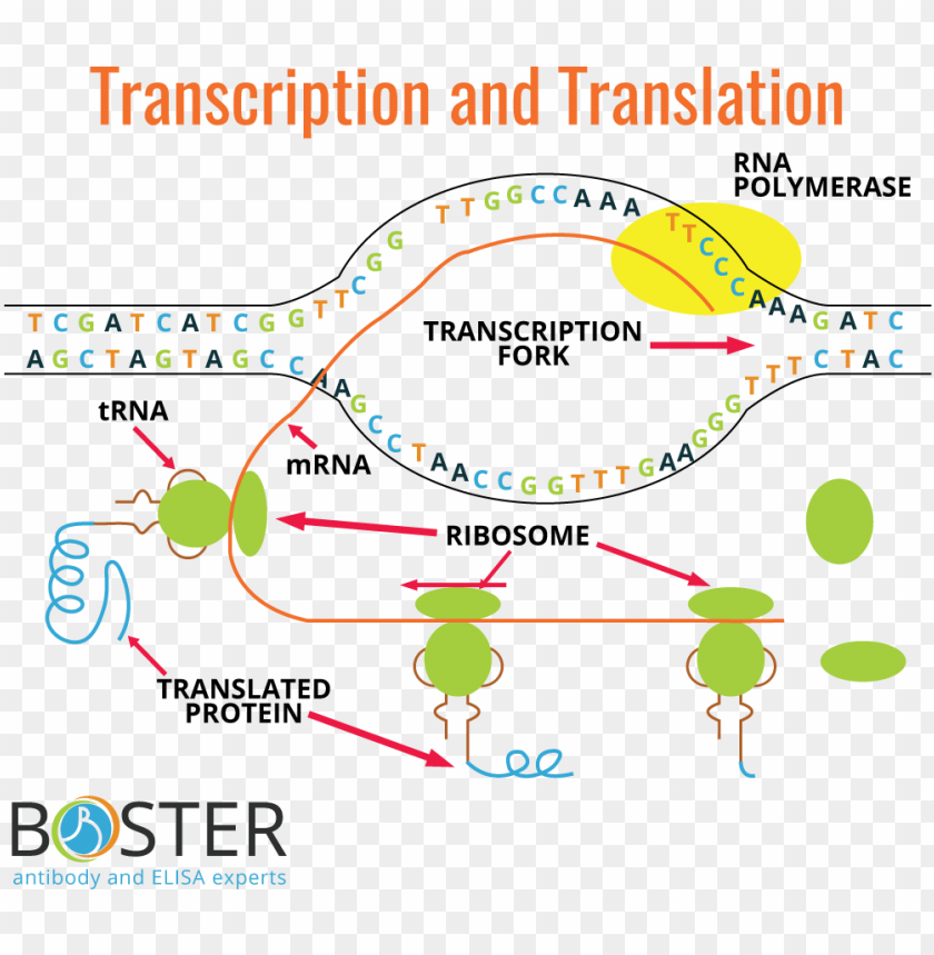 dna transcription and translation flowchart