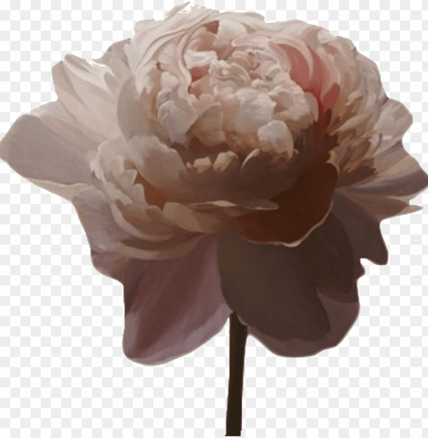 Transparent Aesthetic Source Aesthetic Pink Flower Png Image With Transparent Background Toppng