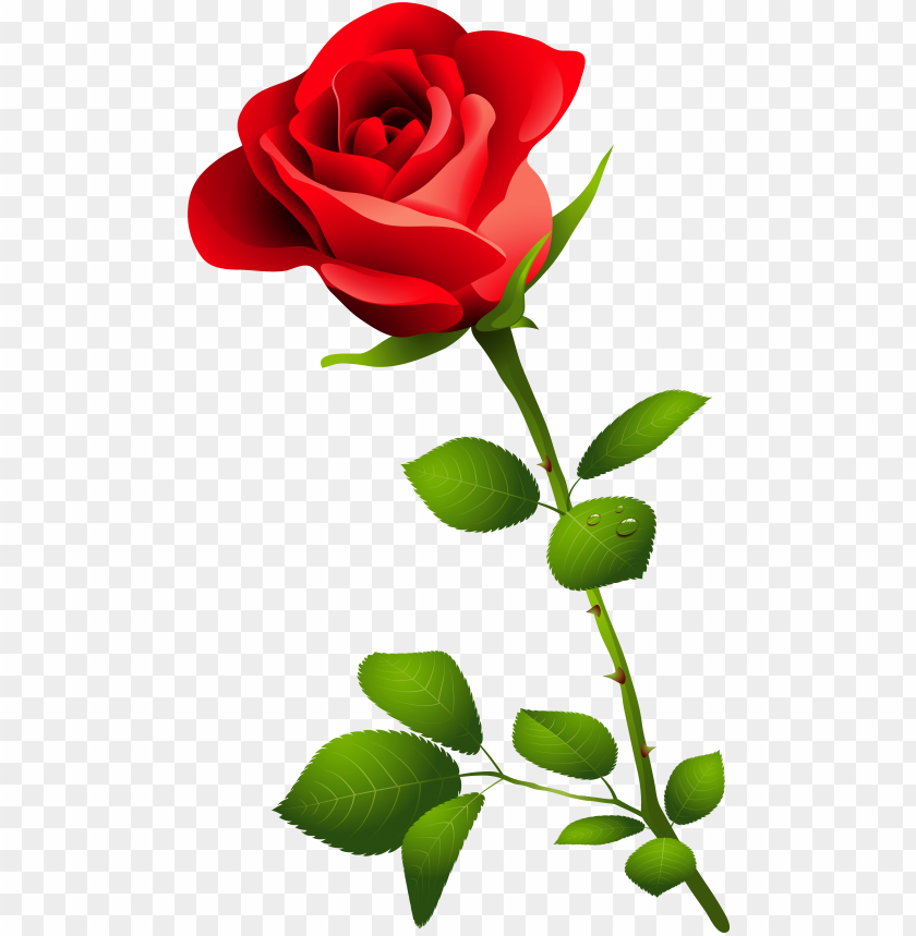 transparent background rose PNG image with transparent background | TOPpng