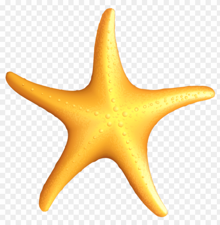 transparent beach starfish clipart png photo - 56363