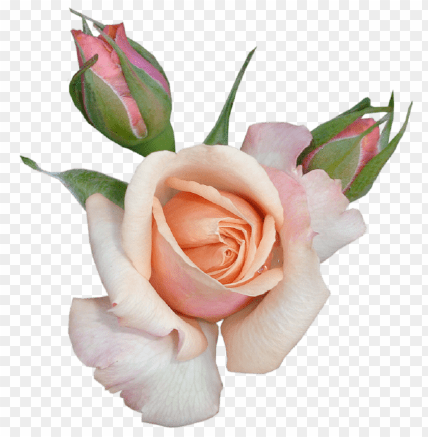 transparent beautiful rose with buds
