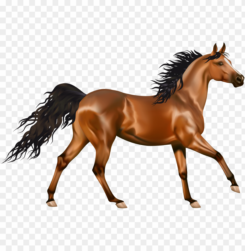 Transparent Brown Horse Png Clipart ح Words Png Image With