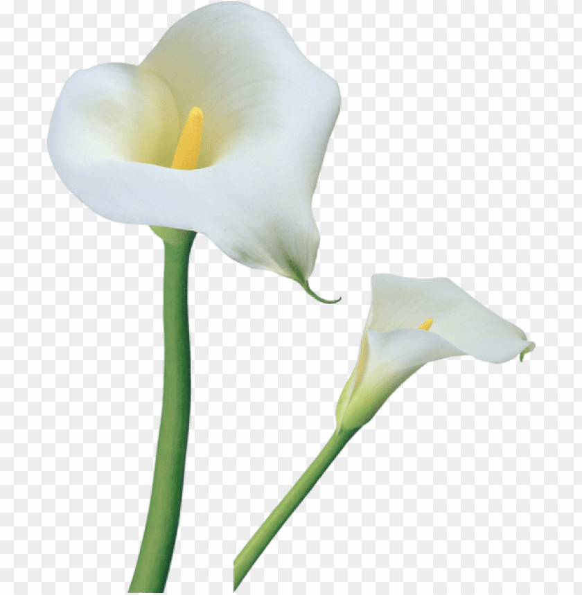 transparent calla lilies flowers