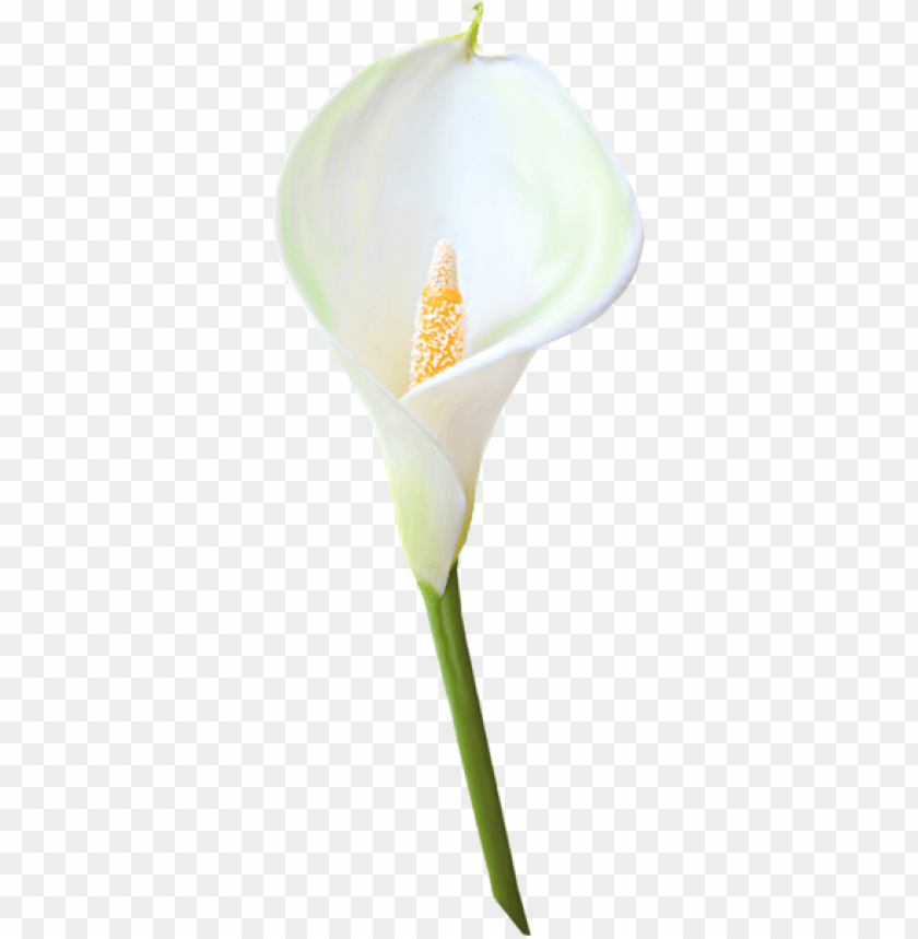 transparent calla lily flower