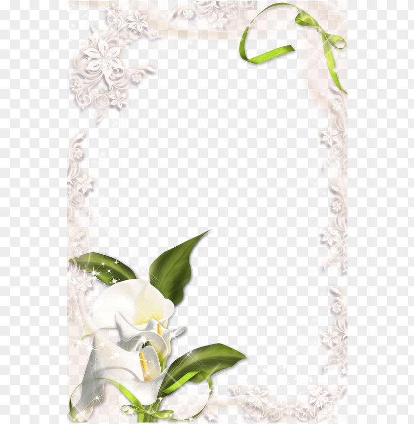 free PNG transparent calla lilyframe background best stock photos PNG images transparent