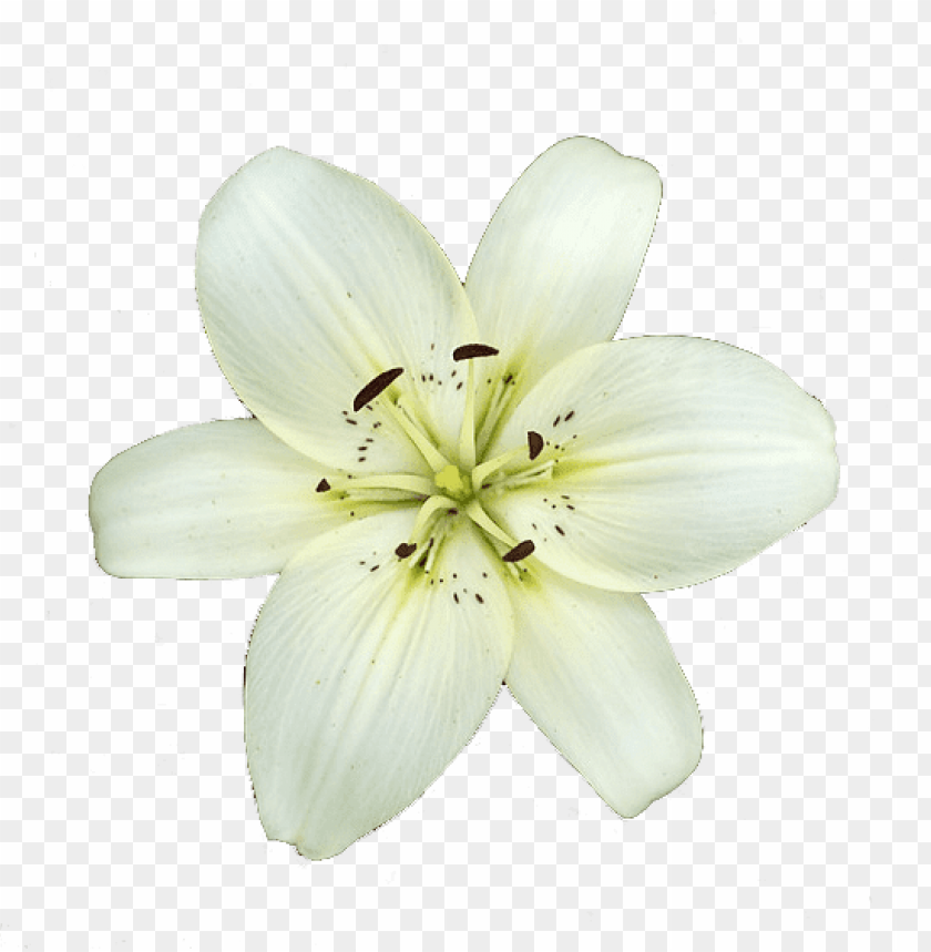 transparent flower lily, transparent,lily,transpar,flower