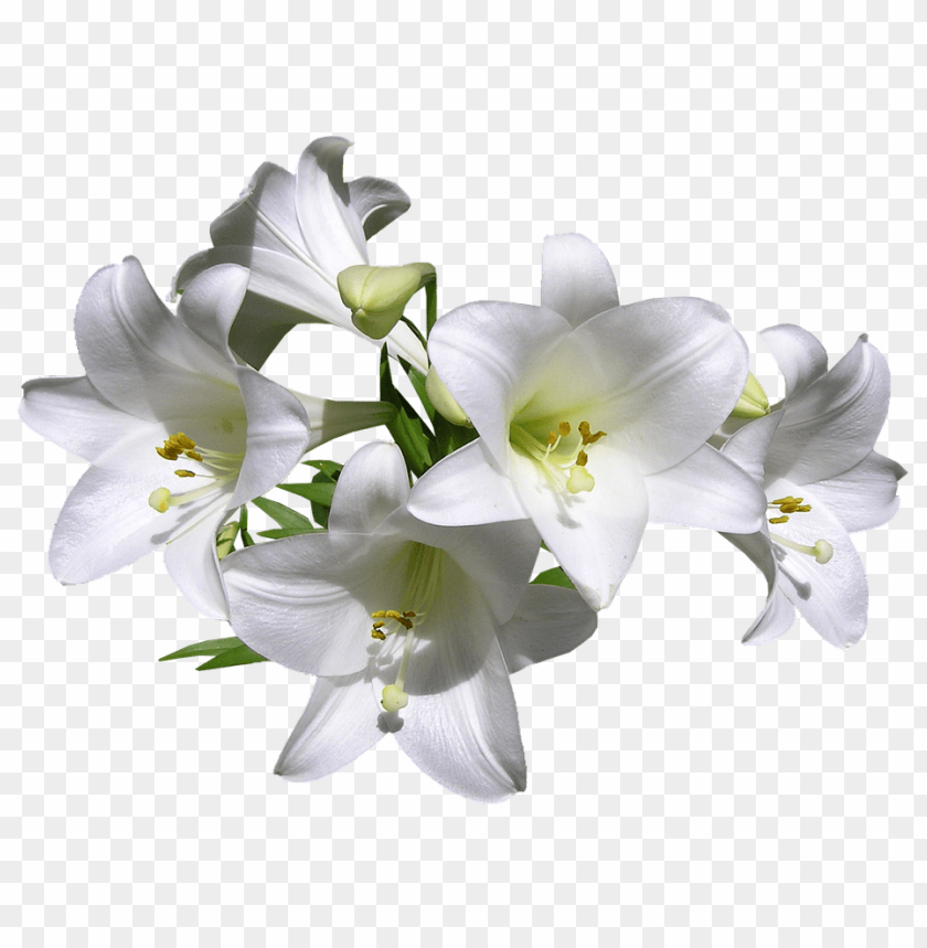 transparent flower lily, transparent,lily,transpar,flower