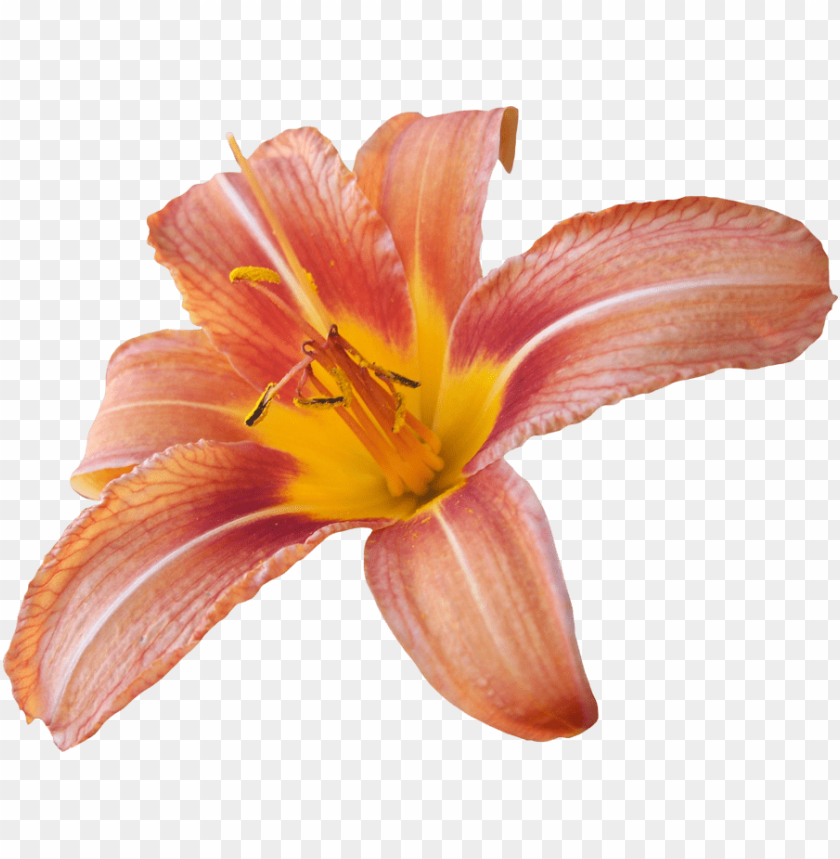 transparent flower lily, transparent,flower,transpar,lily