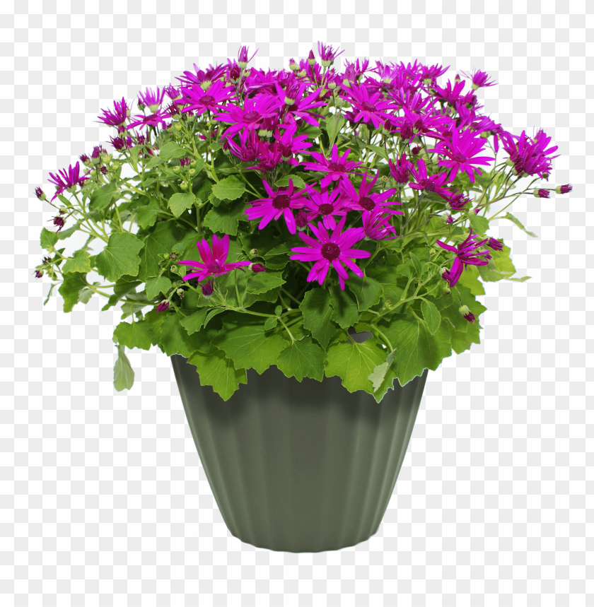 transparent flower pot PNG image with transparent background | TOPpng