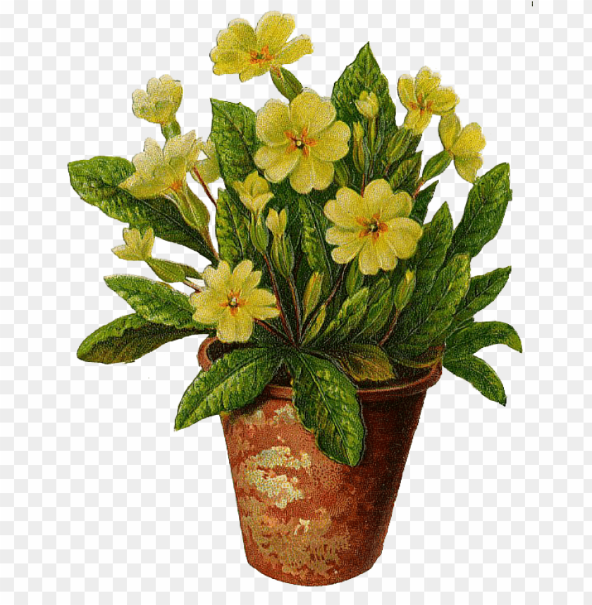 transparent flower pot, flower,pot,transparent,transpar
