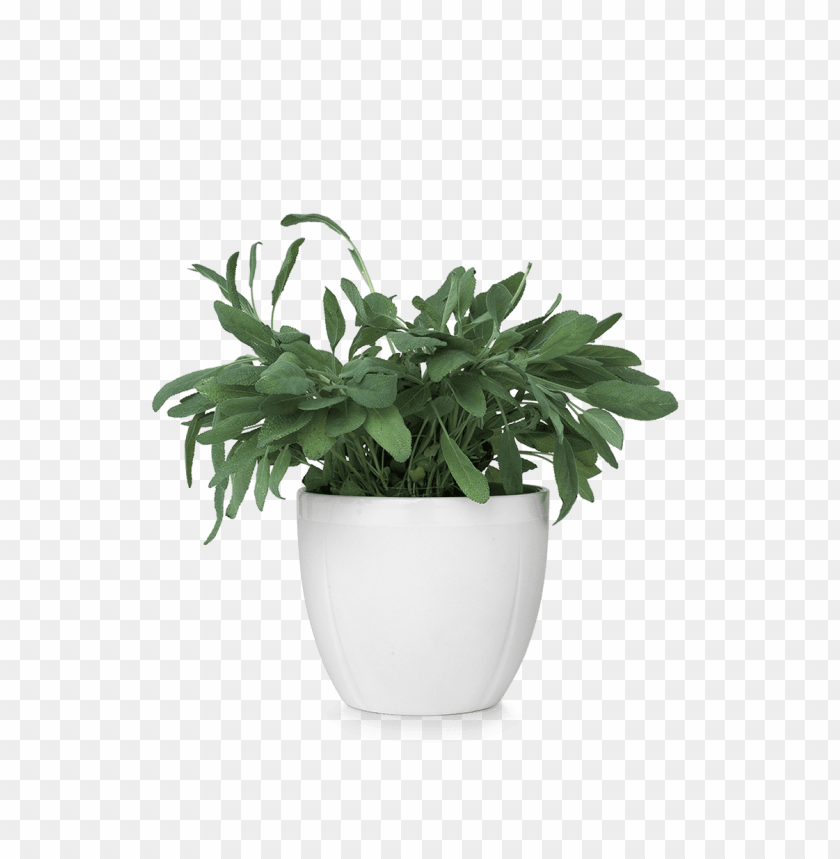 transparent flower pot PNG transparent with Clear Background ID 114357
