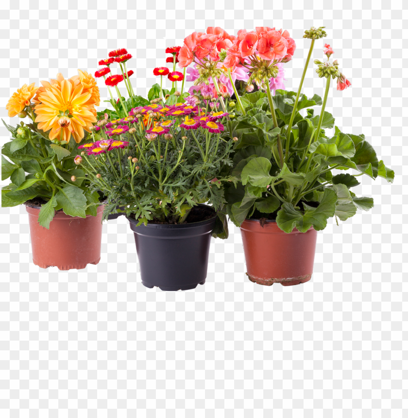 transparent flower pot, flower,pot,transpar,transparent