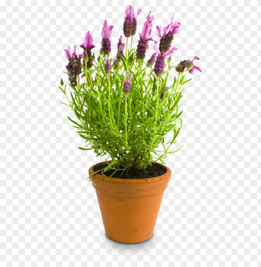 transparent flower pot PNG image with transparent background | TOPpng