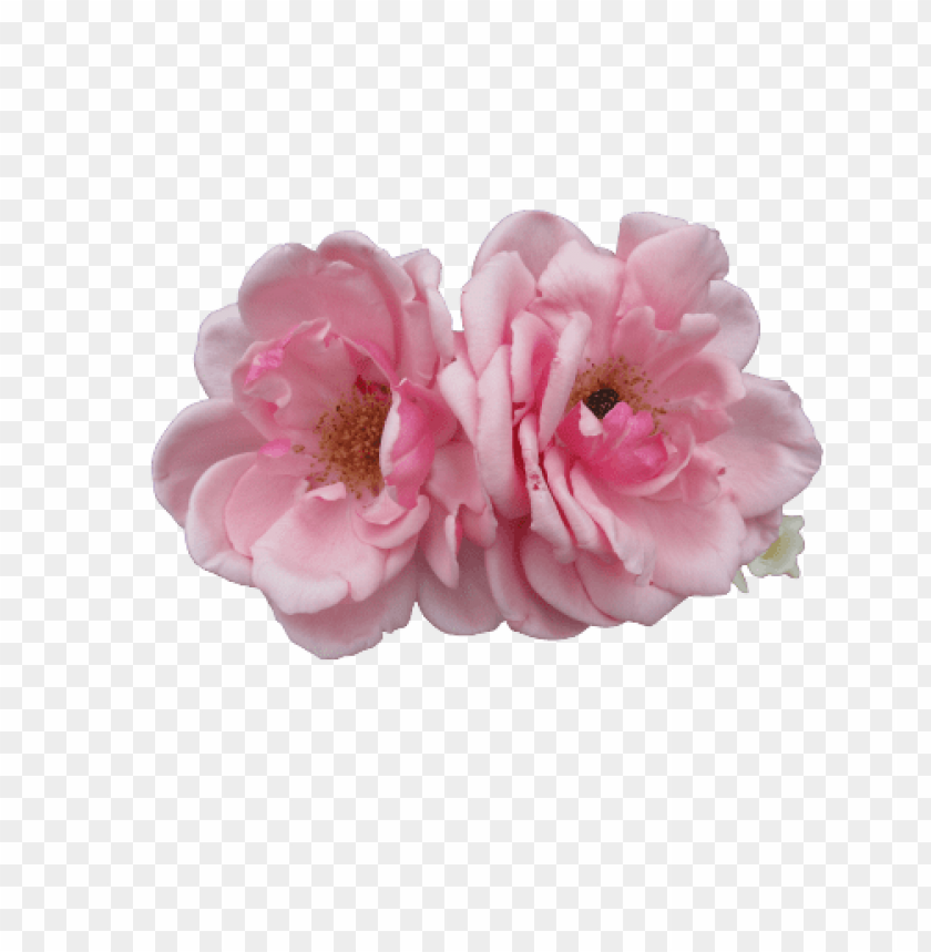 flowers png tumblr