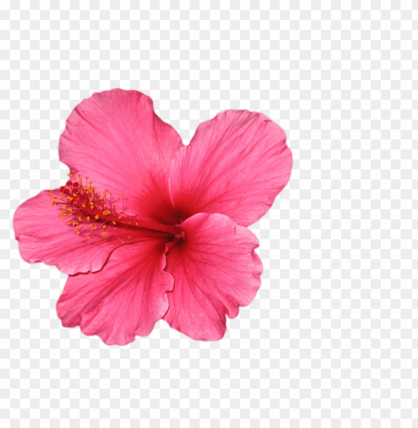 Transparent Flowers PNG Transparent With Clear Background ID