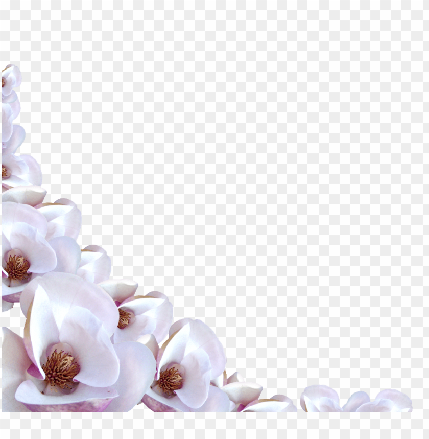 transparent flowers border, transparent,flower,border,flowers,transpar