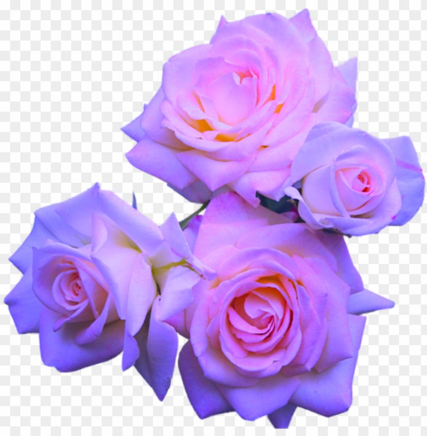 transparent flowers purple roses, lavender roses, pink - pastel purple flower PNG image with transparent background@toppng.com