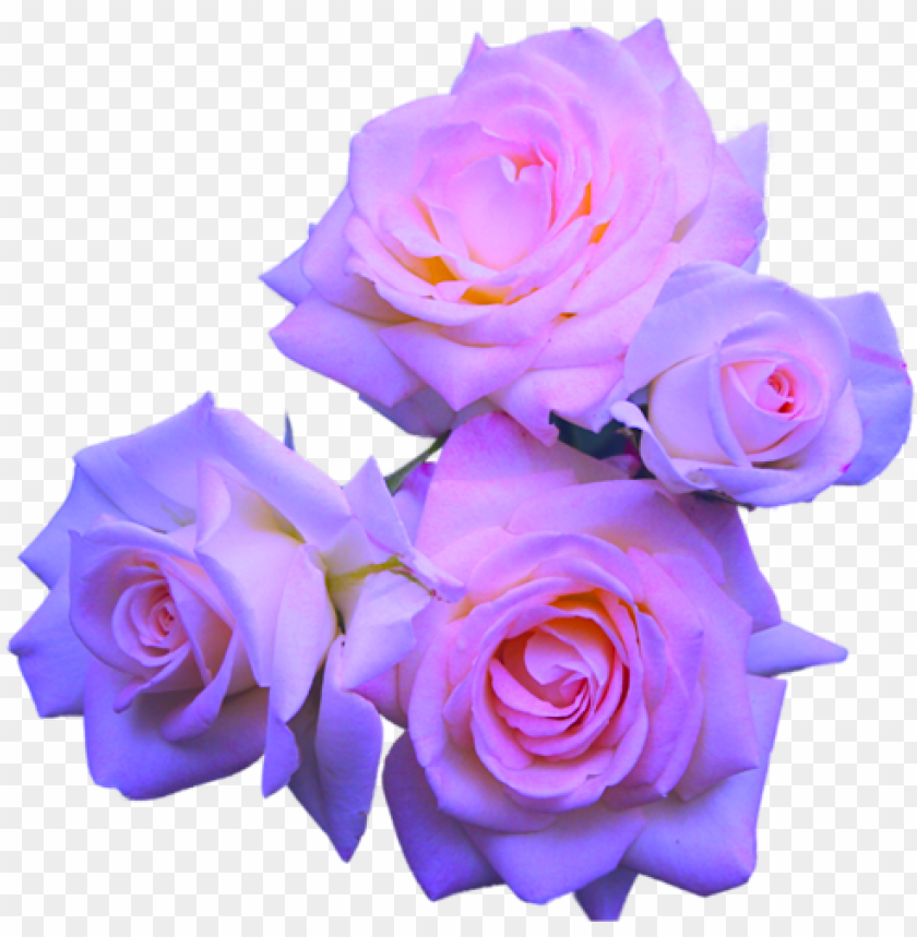 Flowers Purple Roses Lavender Roses Pink - Pastel Purple Flower PNG Transparent Background