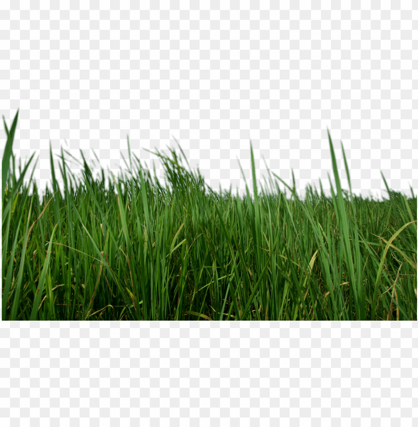 green grass, grass hill, ornamental grass, grass vector, grass border, minecraft grass block