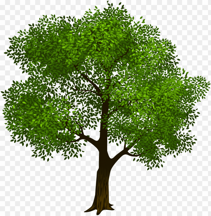 Transparent Green Tree Clipart Picture Transparent Background Tree Clipart Png Image With Transparent Background Toppng