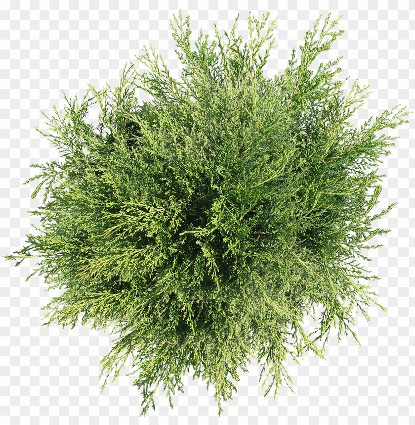 transparent images pluspng viewpluspngcom - plant top view PNG image with  transparent background | TOPpng