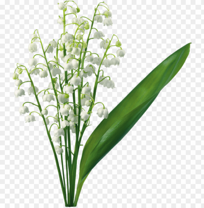 transparent lily of the valley