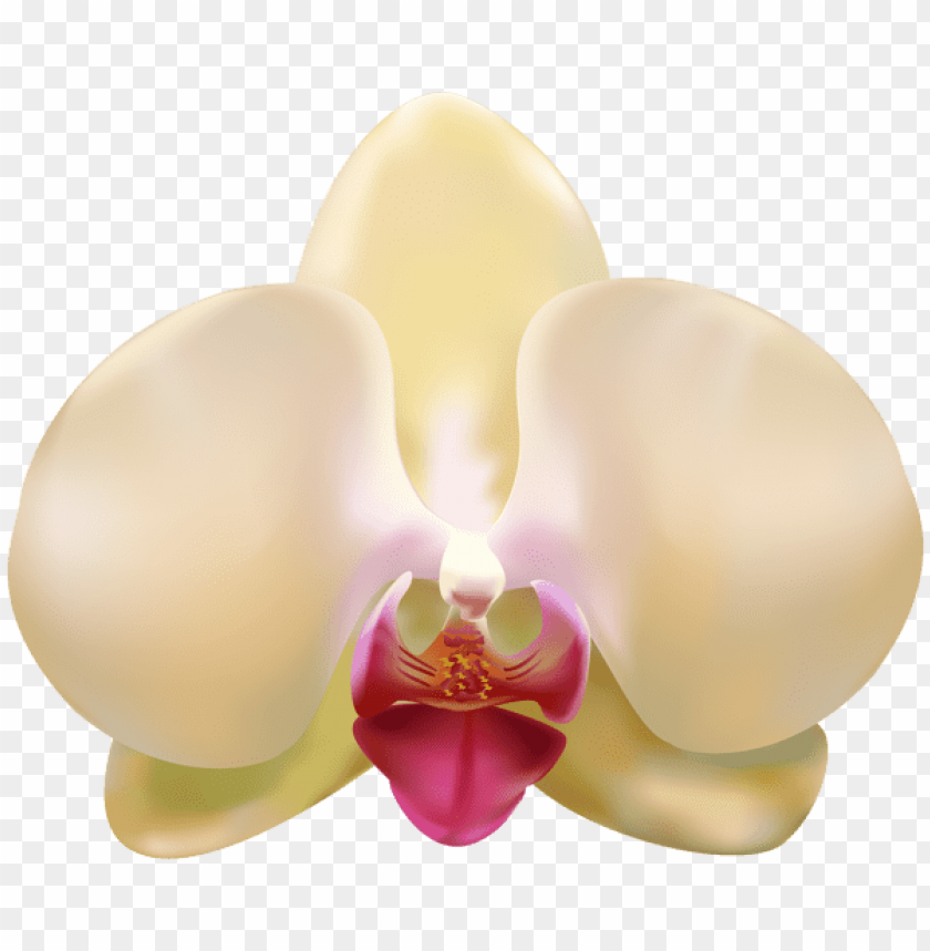 transparent orchid