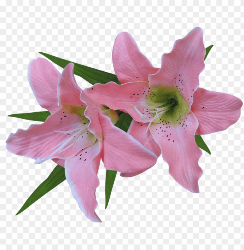 transparent pink lily flower