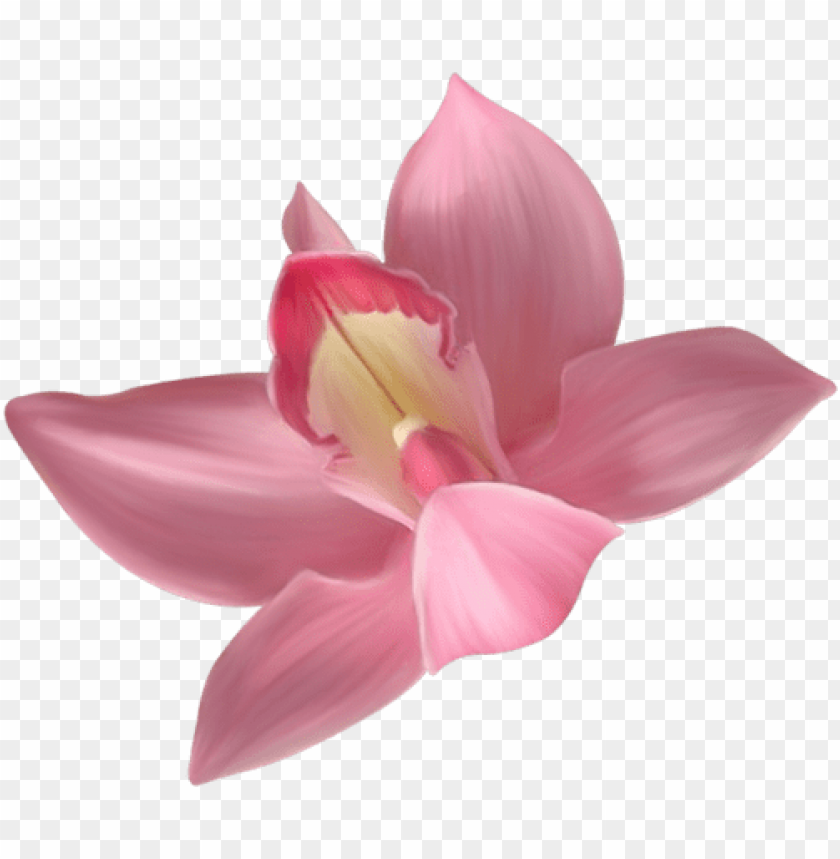 transparent pink orchid