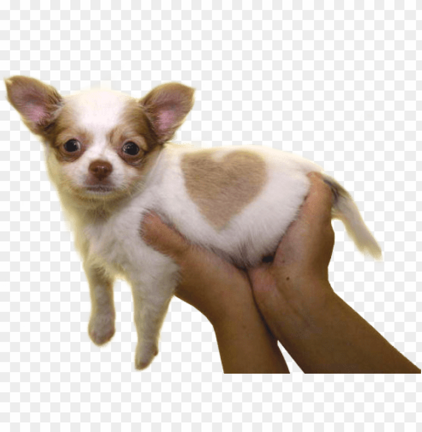 ❤transparent puppy offering for your blog❤ - chihuahua puppy, born with a heart shaped mar mugs PNG image with transparent background@toppng.com