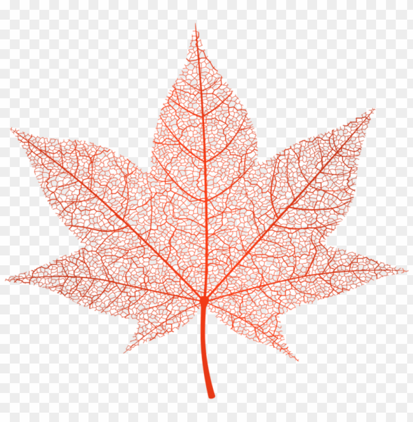 transparent red autumn leaf 11547068158bwuyofr78l